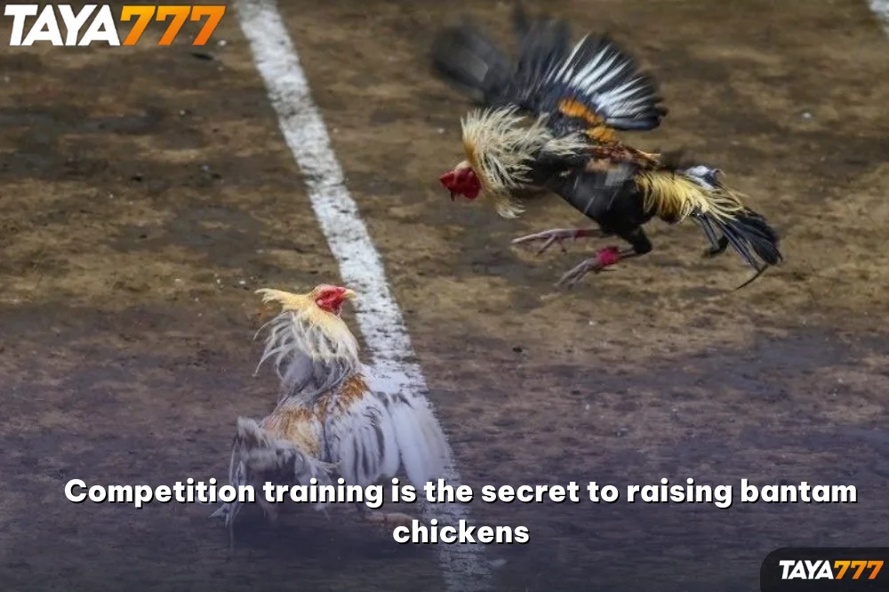 Competition training is the secret to raising bantam chickens