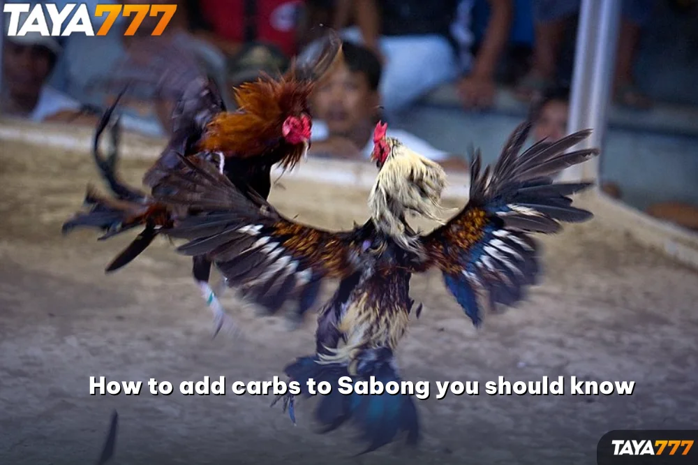 How to add carbs to Sabong you should know