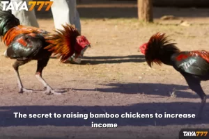 raising bamboo chickens