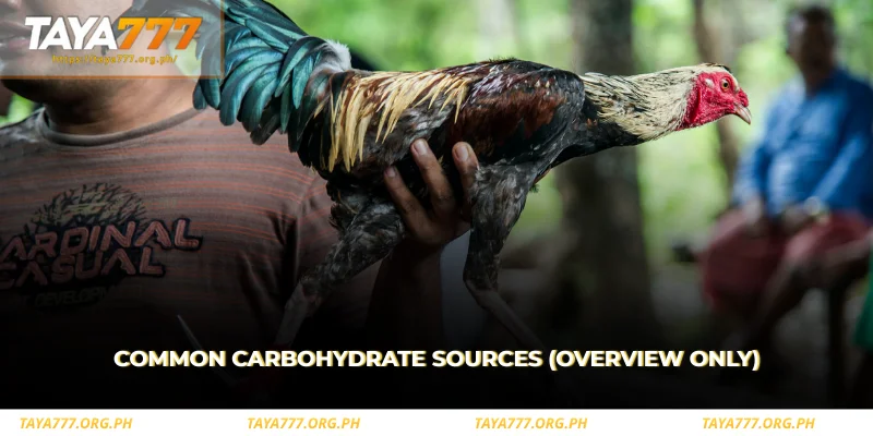 learn about common carbohydrate sources at a glance